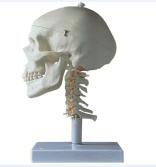 Cervical spine model of adult skull band