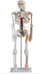 85cm bone vascular nerve model