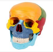Skull dissociation model