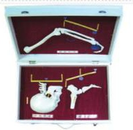 Classification model of human bone lever