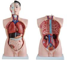 Male torso model(85cm/19pcs)