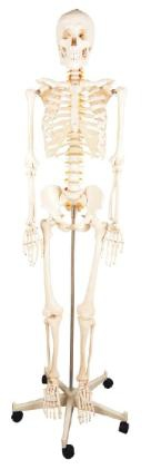 Male whole-body bone model