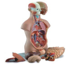 Asexual human torso model(50cm/12pcs)