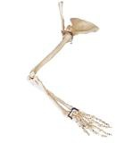 Arm bone, shoulder spleen bone, clavicle model