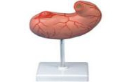 Stomach and section model