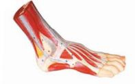 Anatomical model of foot