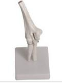 Lower limb bone model