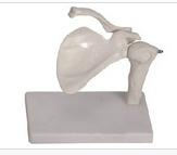 Shoulder joint model
