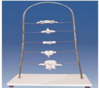 Atlanto-axial, cervical, thoracic and lumbar models