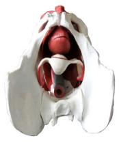 Female pelvic and pelvic floor muscle model