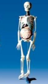 Relationship model between human skeleton and viscera Model: