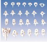 Teaching model of vertebral function change (cervical, thoracic and lumbar bone models)