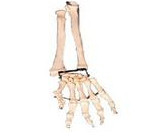 Arm bone band ulna and flexor model