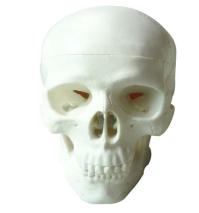 Child skull model
