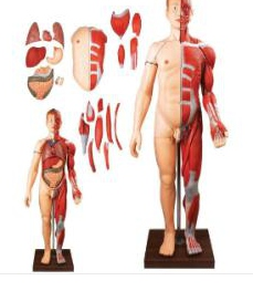Human body anatomy with visceral model