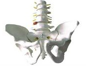 Five-section lumbar model with pelvic belt