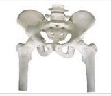 Pelvis with two lumbar vertebrae and half leg bone model
