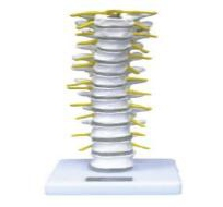 Thoracic vertebra model