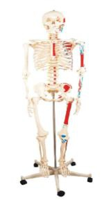 Full-body bone half muscle coloring model1