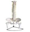 Spine with pelvis and half leg bone model (not bendable)