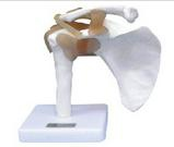 Functional model of shoulder joint (attached ligament)
