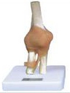 Functional model of elbow joint (attached ligament)