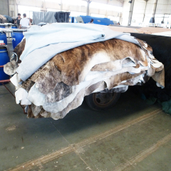 Brindel cowhides with hairon