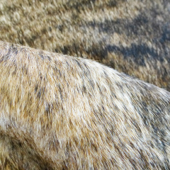 Brindel cowhides with hairon