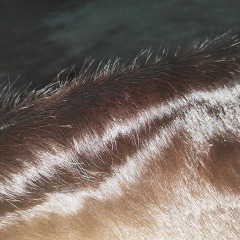 Wholesale Eco-friendly brown hair on cowhides