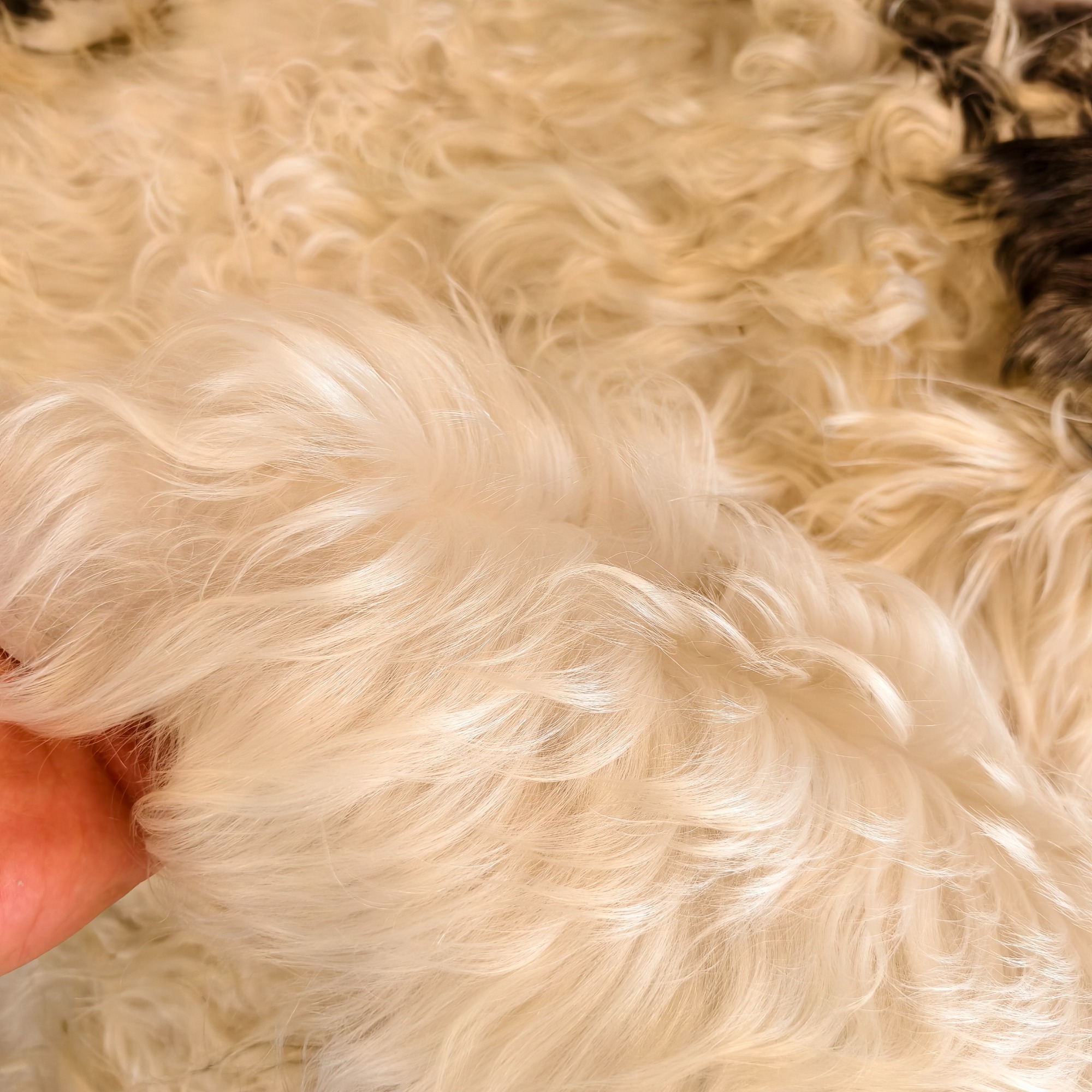 Tibetan White yak hide