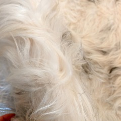 Tibetan White yak hide