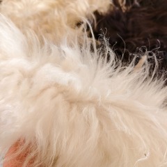 Tibetan White yak hide