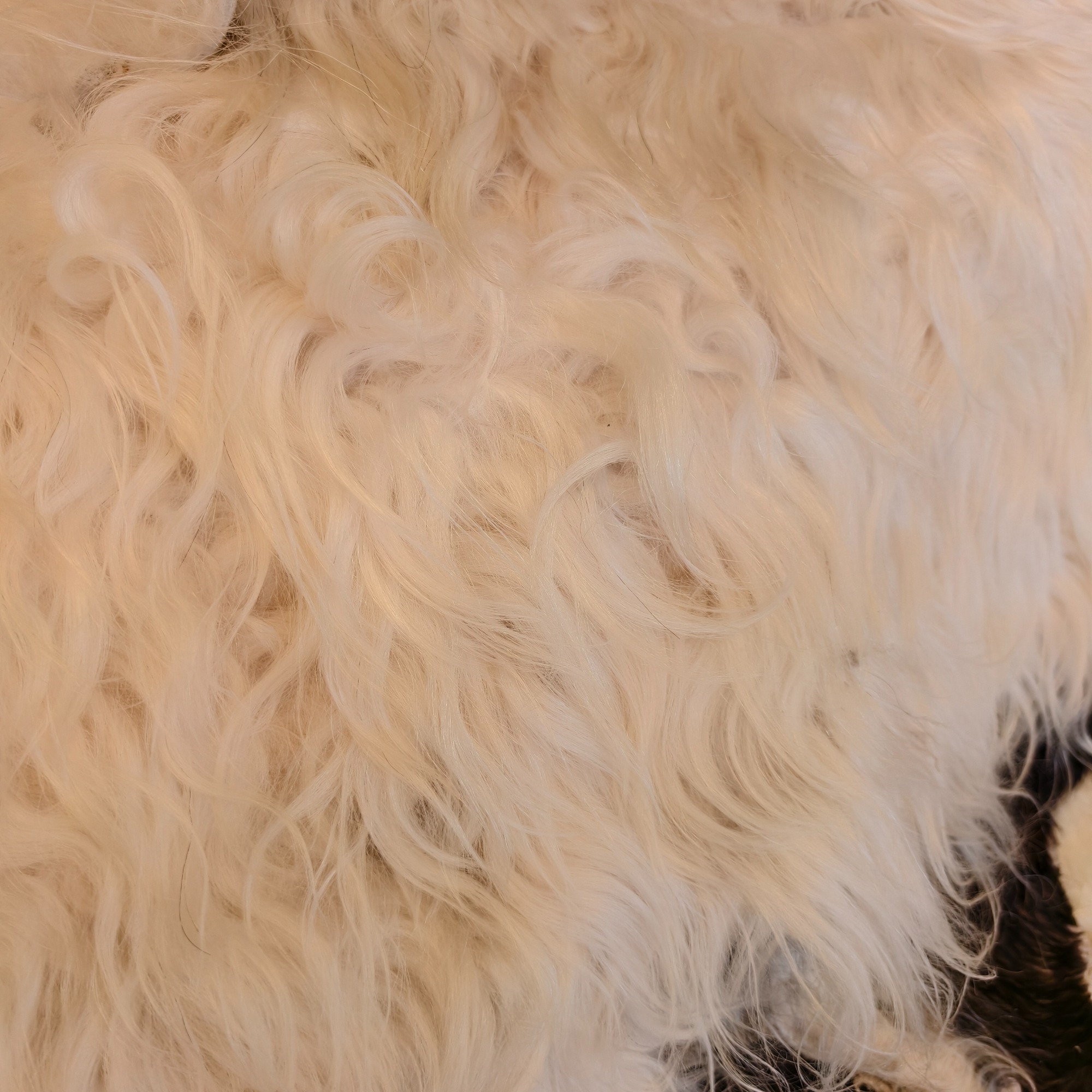 Tibetan White yak hide