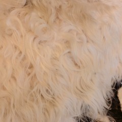 Tibetan White yak hide
