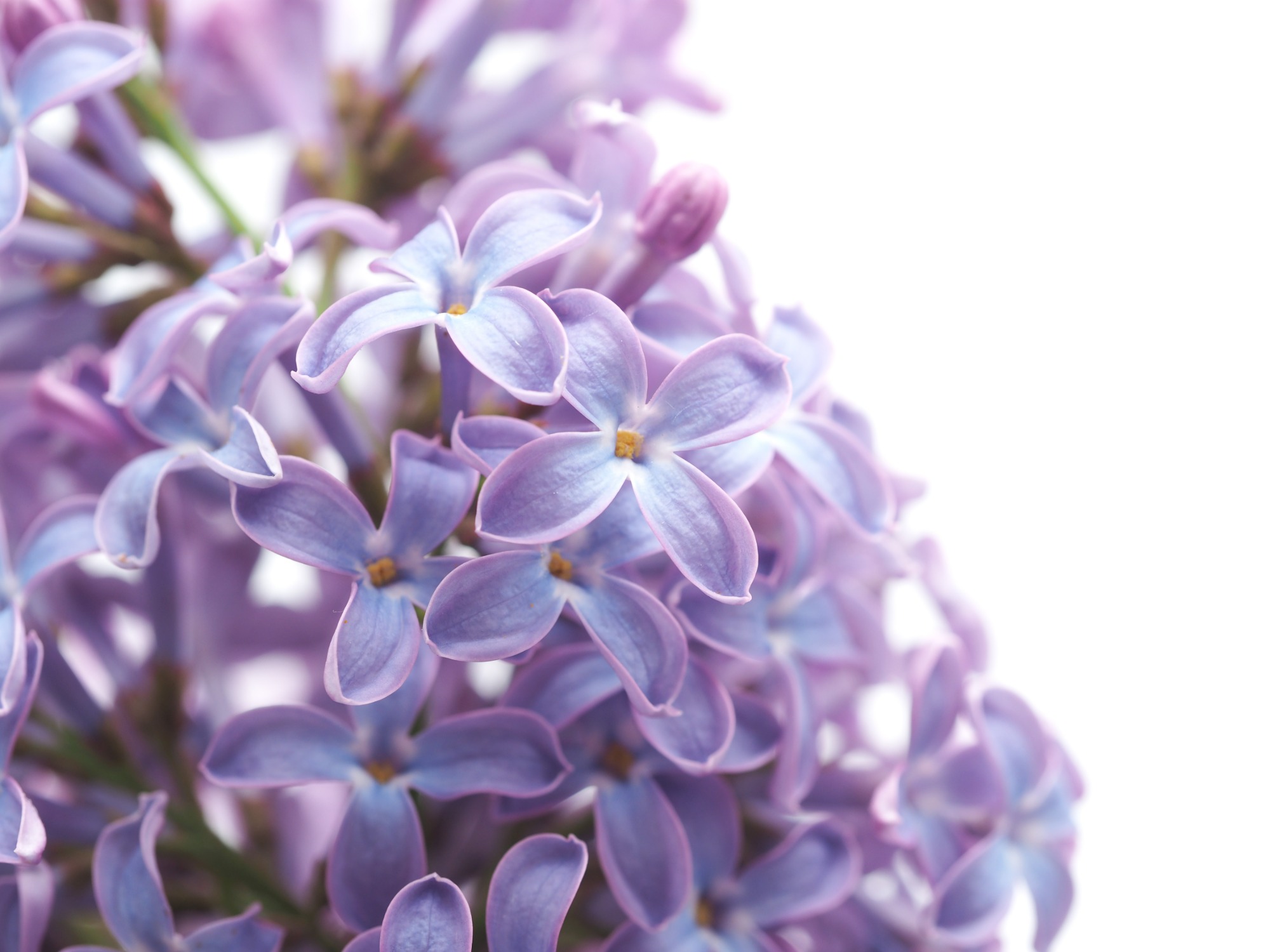 2022 New Fashion Color
