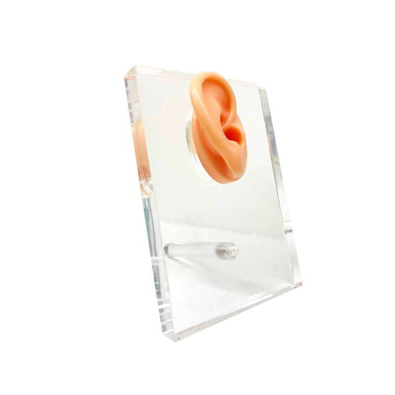 Single Ear Model Display,Ear model dispaly