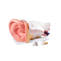 Ear Anatomy Display-L