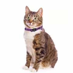 New Product Nylon Multi Colors Cute Adjustable Hot Sale Personalized Fashion Durable Pet Cat Collar