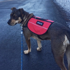 Service Reflective Neoprene Outdoor Designers Custom Dog harness