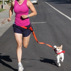 Adjustable Training Custom Nylon Designer Smart Running Reflective Hands Free Dog Leash