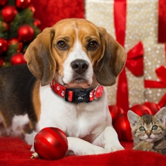Christmas New Heat Transfer Printing Dog Collar Custom Pattern Pet Suppliers Designer Dogs Collars