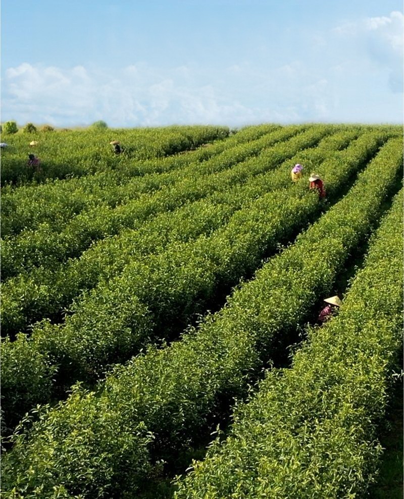 White Tea China Tea Premium White Silver Needle Tea Organically Grown in Fujian China Superior Chinese Silver Needle White Tea Low Caffeine 7 Years Storage