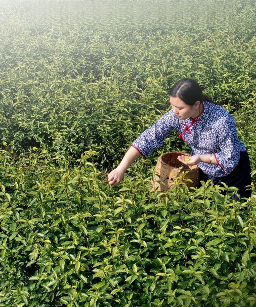White Tea China Tea Premium White Silver Needle Tea Organically Grown in Fujian China Superior Chinese Silver Needle White Tea Low Caffeine 7 Years Storage