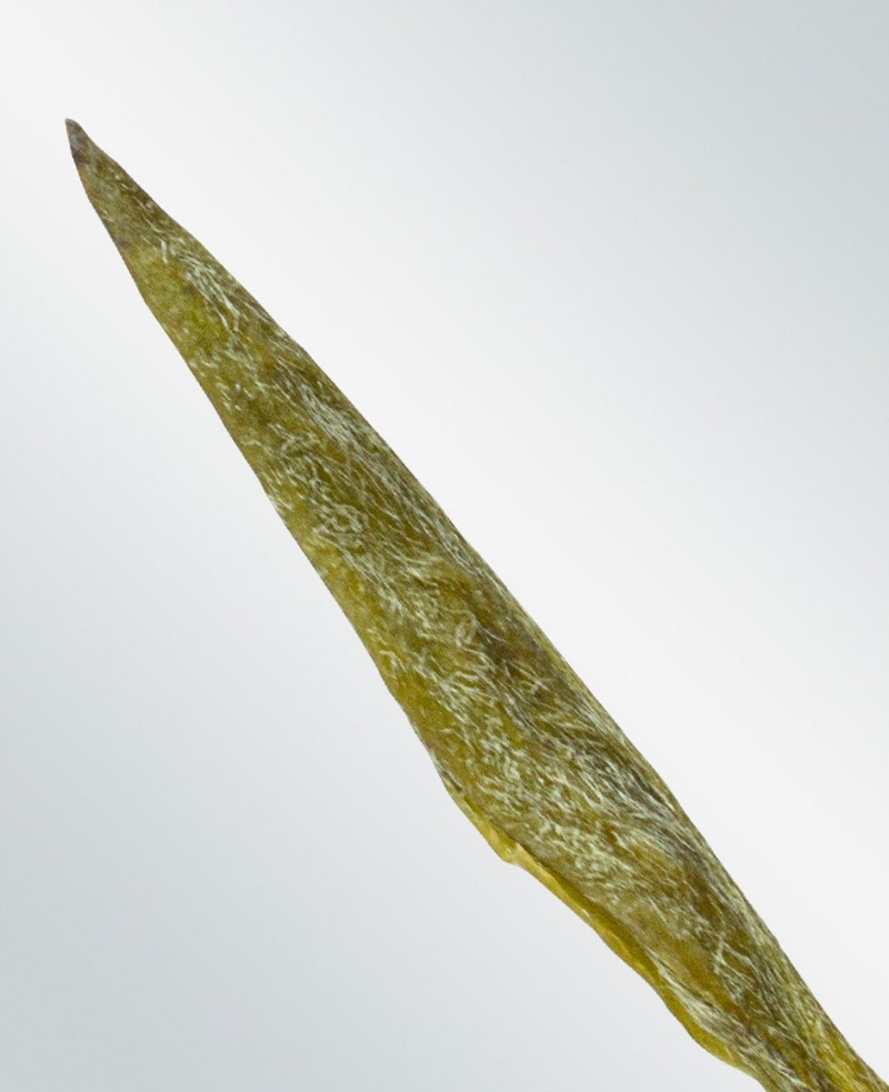 White Tea China Tea Premium White Silver Needle Tea Organically Grown in Fujian China Superior Chinese Silver Needle White Tea Low Caffeine 7 Years Storage