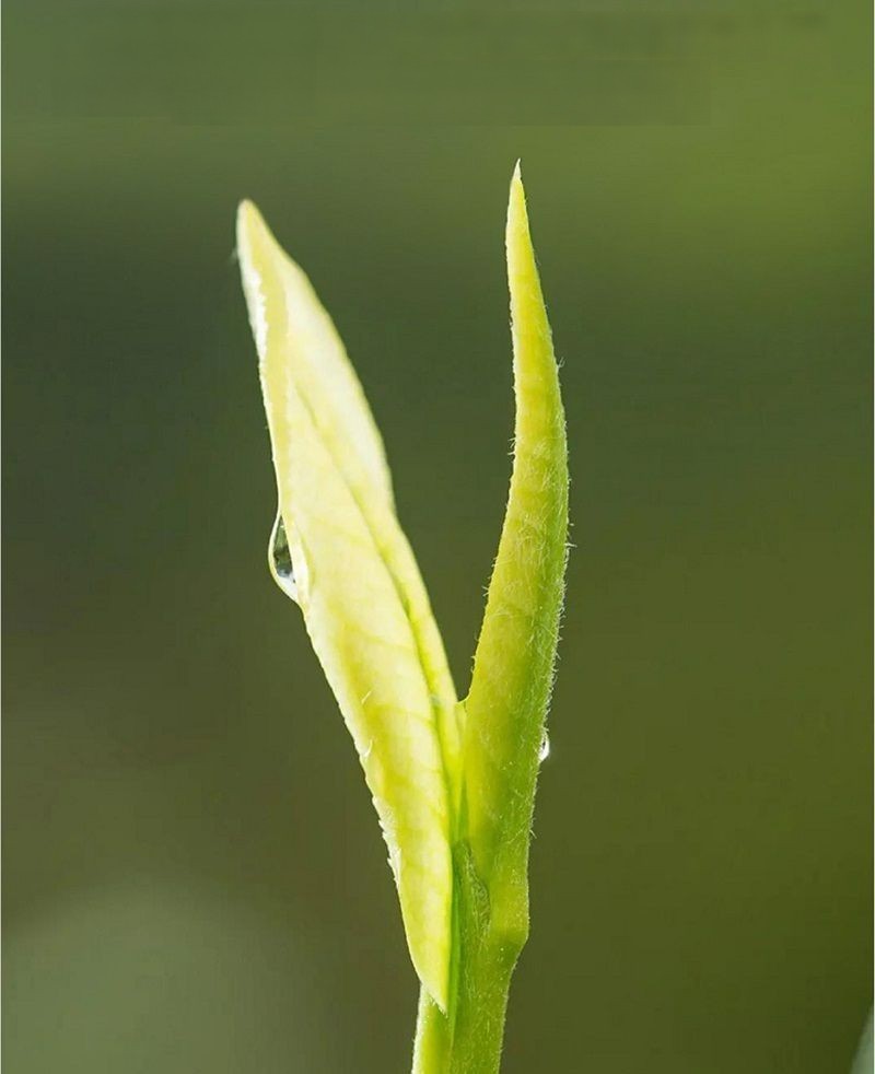 White Tea China Tea Premium White Silver Needle Tea Organically Grown in Fujian China Superior Chinese Silver Needle White Tea Low Caffeine 7 Years Storage