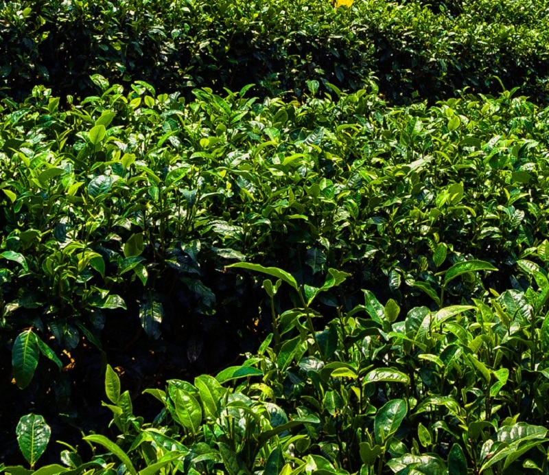 Savakoo Chinese Yingde black tea,Yinghong No.9 Kung Fu black tea 300g