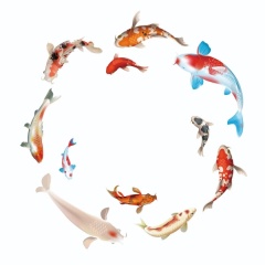 Fish/Shark Dynamic Projector