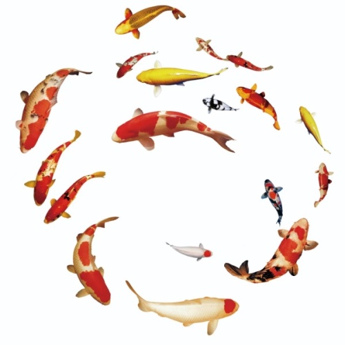 Fish/Shark Dynamic Projector