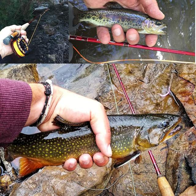 Aventik Stalker Fly Fishing Rod 4 Sections, 2/3 / 4WT, Fast Action IM12 Graphite Carbon Fiber Rod Blank 7/8FT Ultra Light Fly Rod with Extra Tip