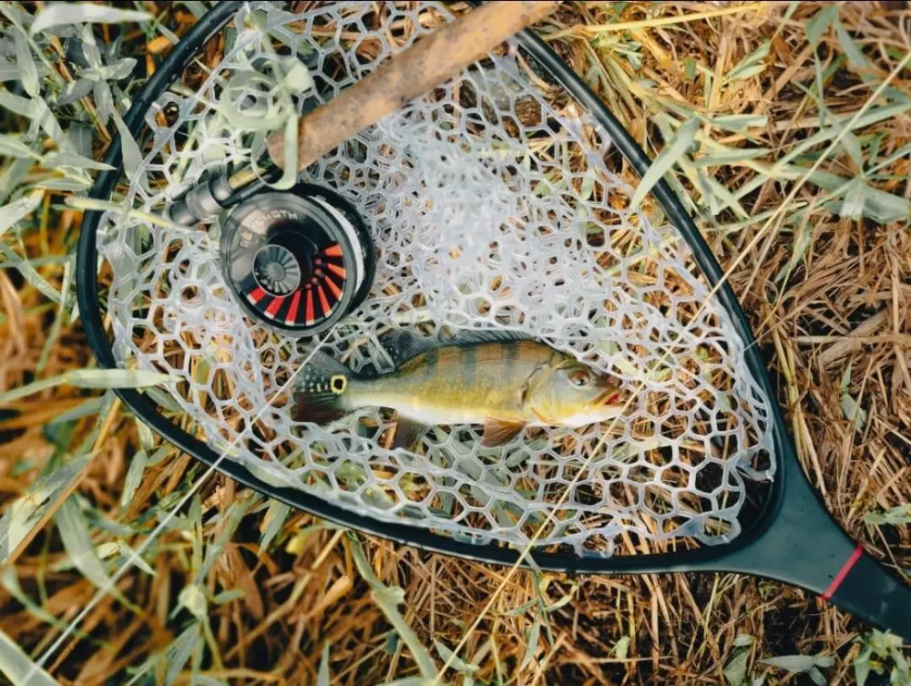 clear fish net EGO Wade-Large Rubber Net fish with confidence with our beautiful 2 toned wooden catch and release net Telescoping Shrimp Net  Fine